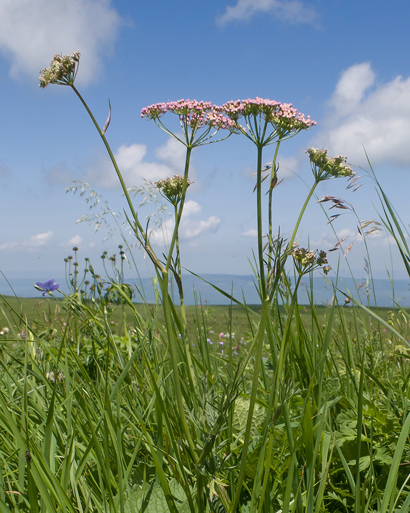 Image of Pimpinella rhodantha specimen.