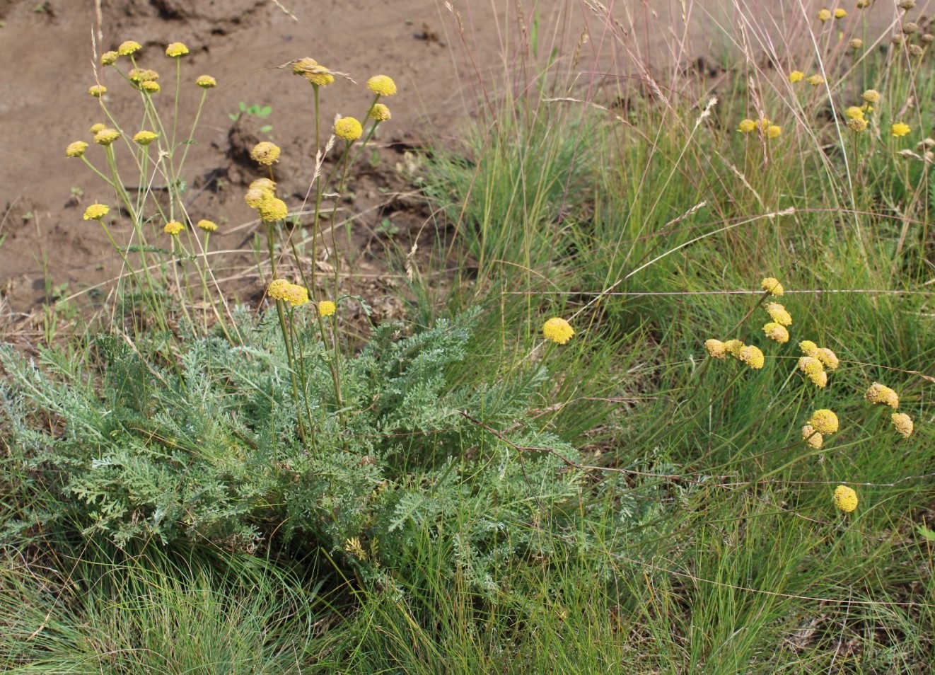 Image of Tanacetum millefolium specimen.