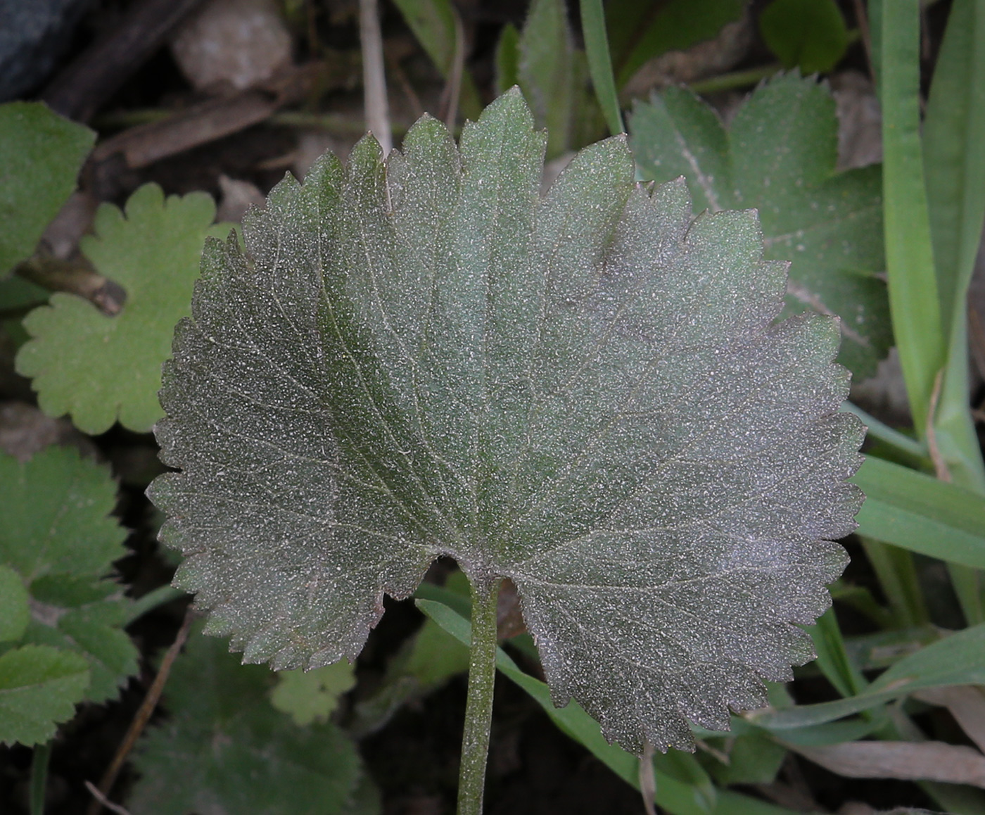 Image of Ranunculus cassubicus specimen.