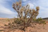 Haloxylon aphyllum