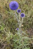 Echinops davuricus. Цветущее растение. Бурятия, горный склон Хамар-Дабана у Ю-З побережья оз. Гусиное. 16 августа 2005 г.