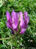 Astragalus onobrychis