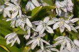 Scilla mischtschenkoana. Цветки. Санкт-Петербург, Ботанический сад Петра Великого, северный двор, цветник. 30.03.2025.