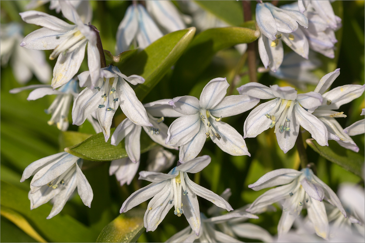 Изображение особи Scilla mischtschenkoana.