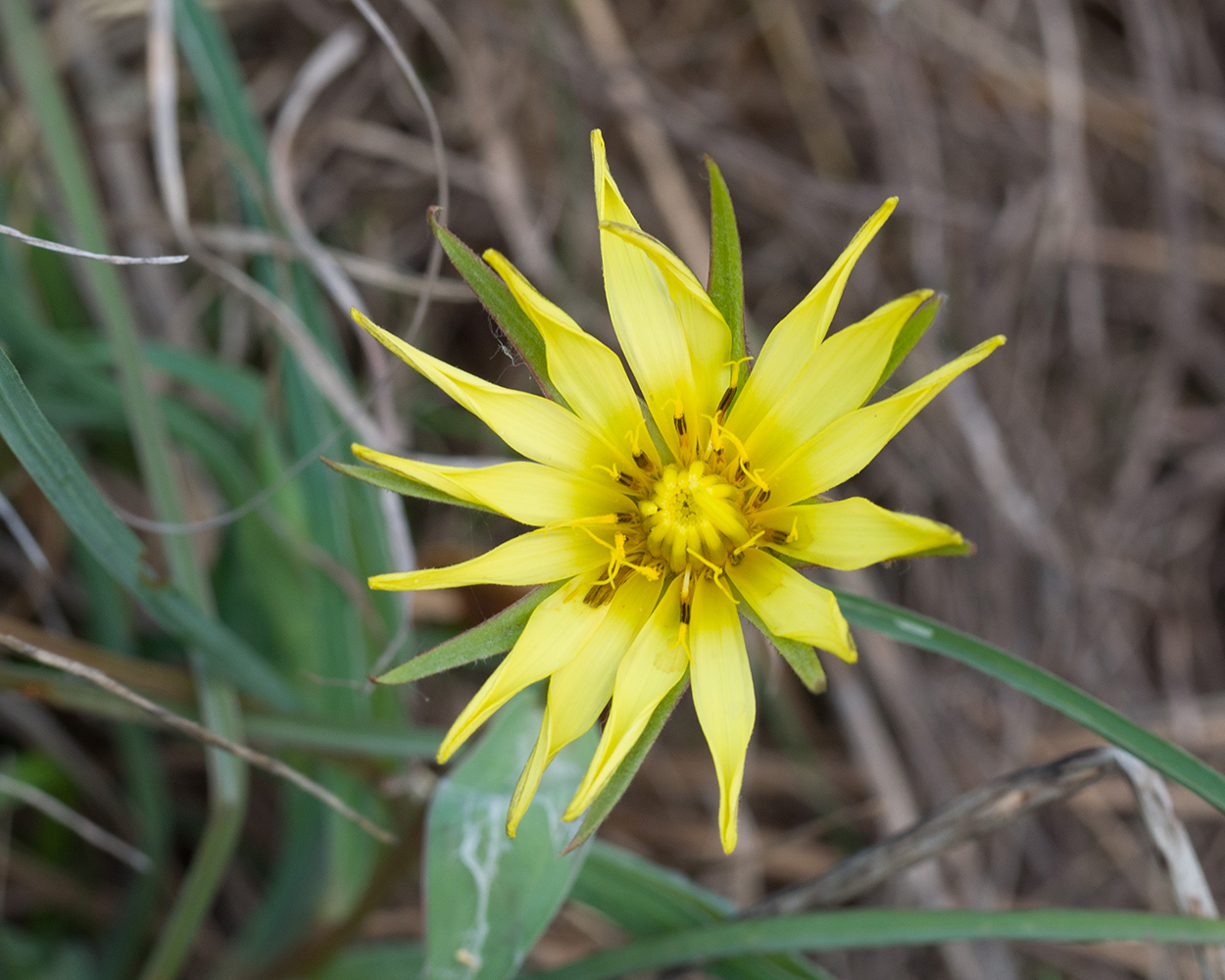 Изображение особи Tragopogon brevirostris.