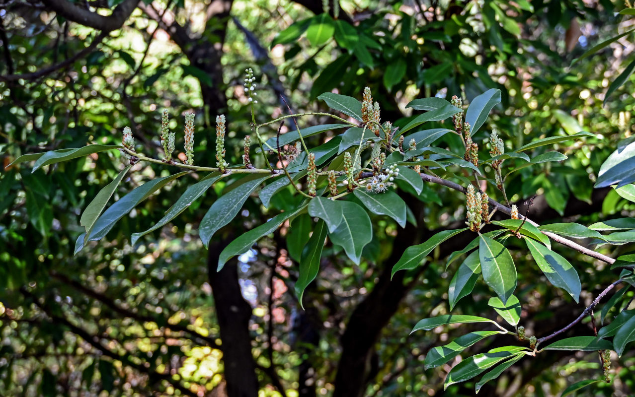 Изображение особи Lauro-cerasus officinalis.