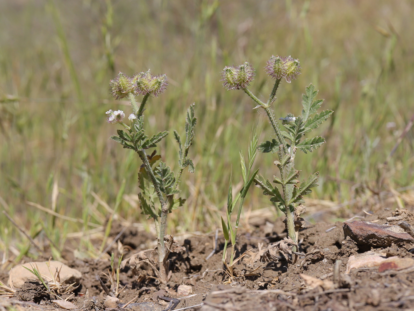 Изображение особи Turgenia latifolia.