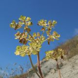 Euphorbia helioscopia. Верхушка плодоносящего растения. Краснодарский край, м/о г. Новороссийск, берег Суджукской лагуны, осыпной склон. 01.06.2025.