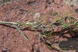Poa subspecies vivipara