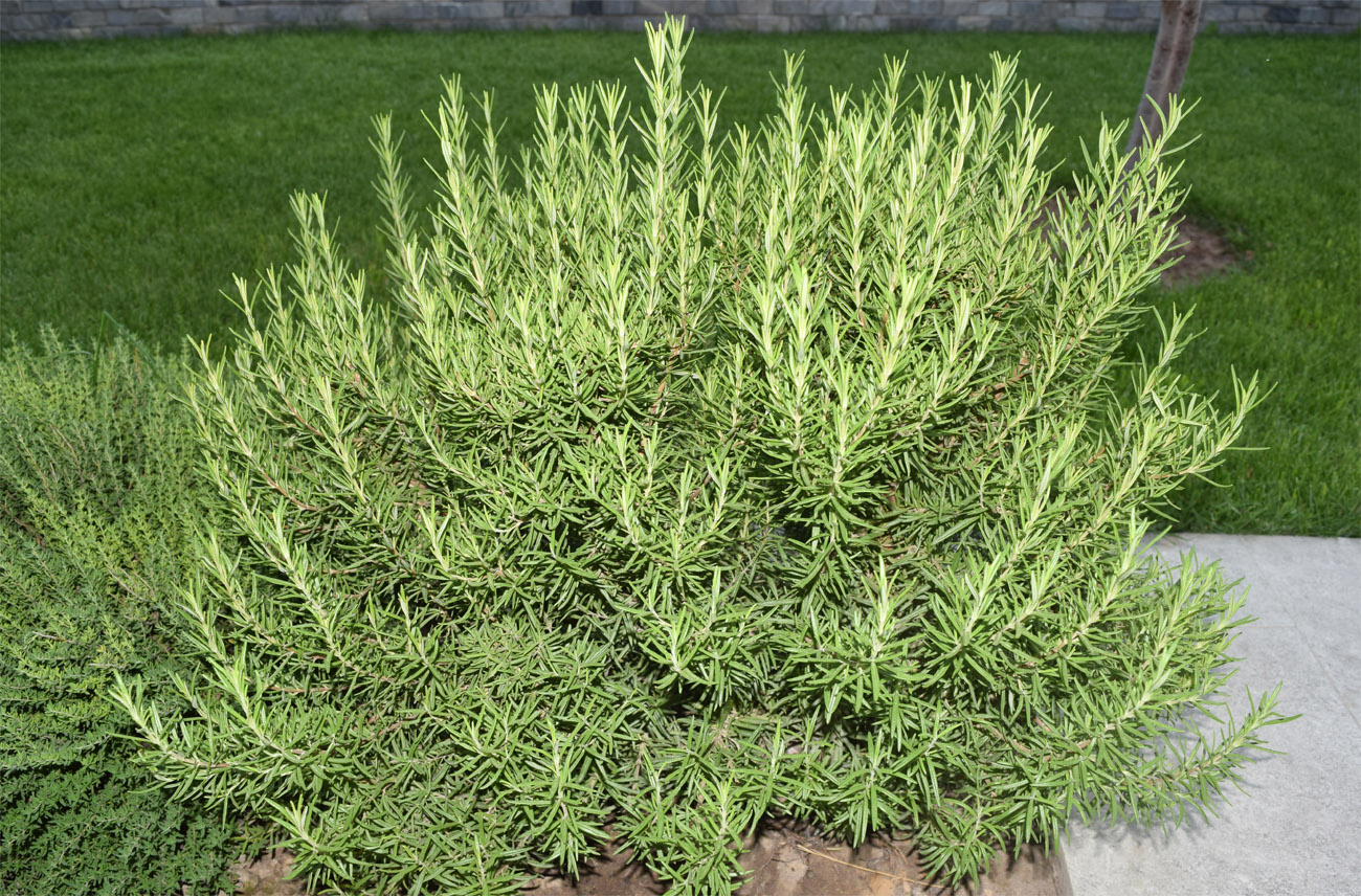 Изображение особи Rosmarinus officinalis.