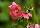 Oxalis tetraphylla