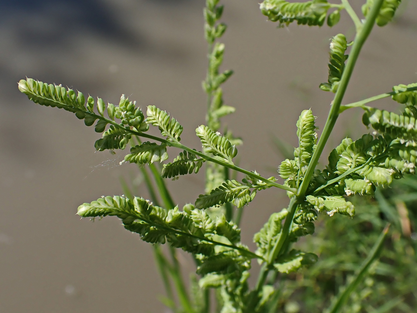 Image of Beckmannia syzigachne specimen.