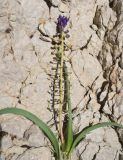 Leopoldia caucasica