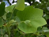 Liriodendron tulipifera
