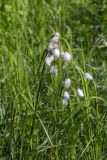 Eriophorum angustifolium