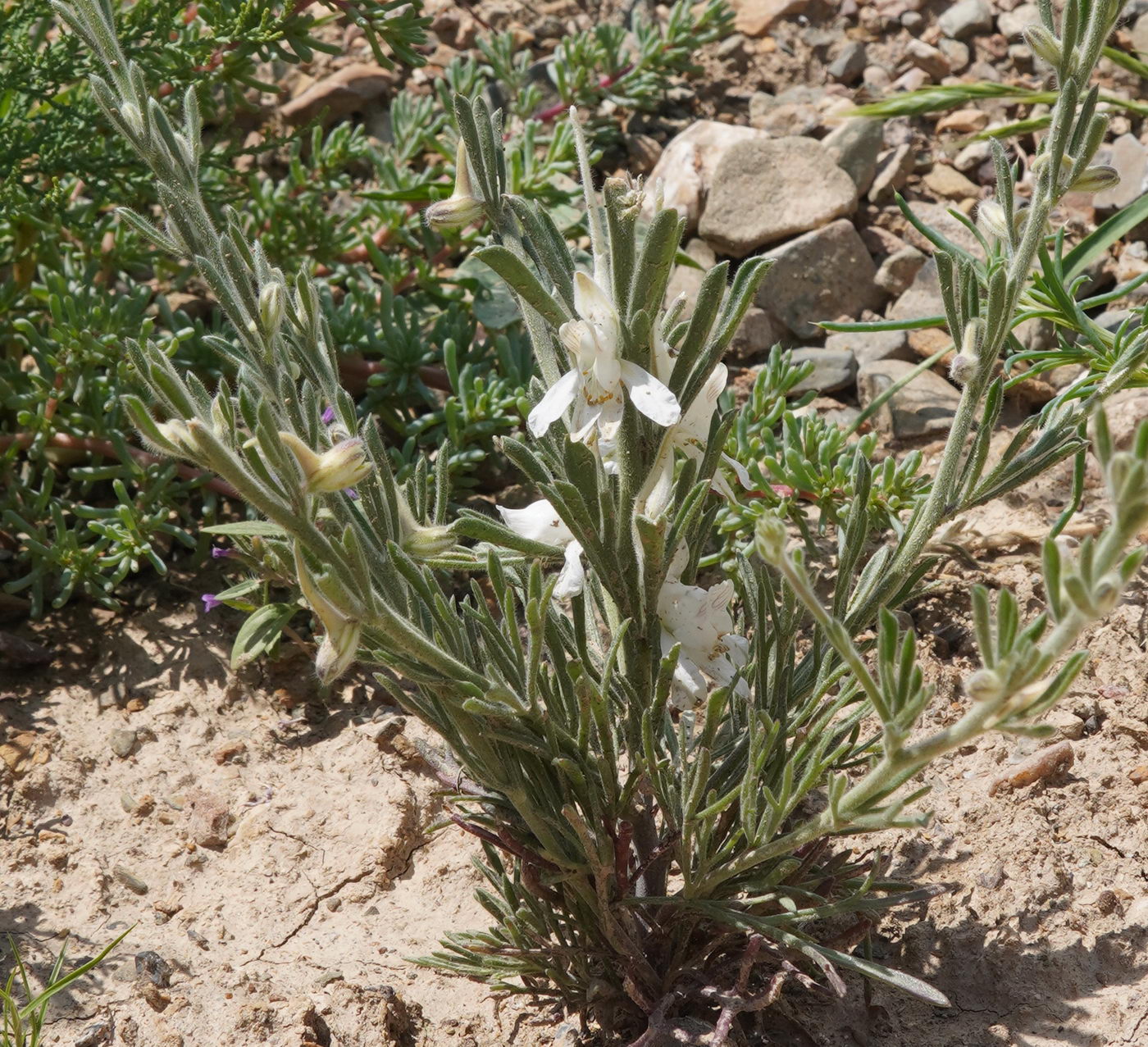 Image of genus Delphinium specimen.