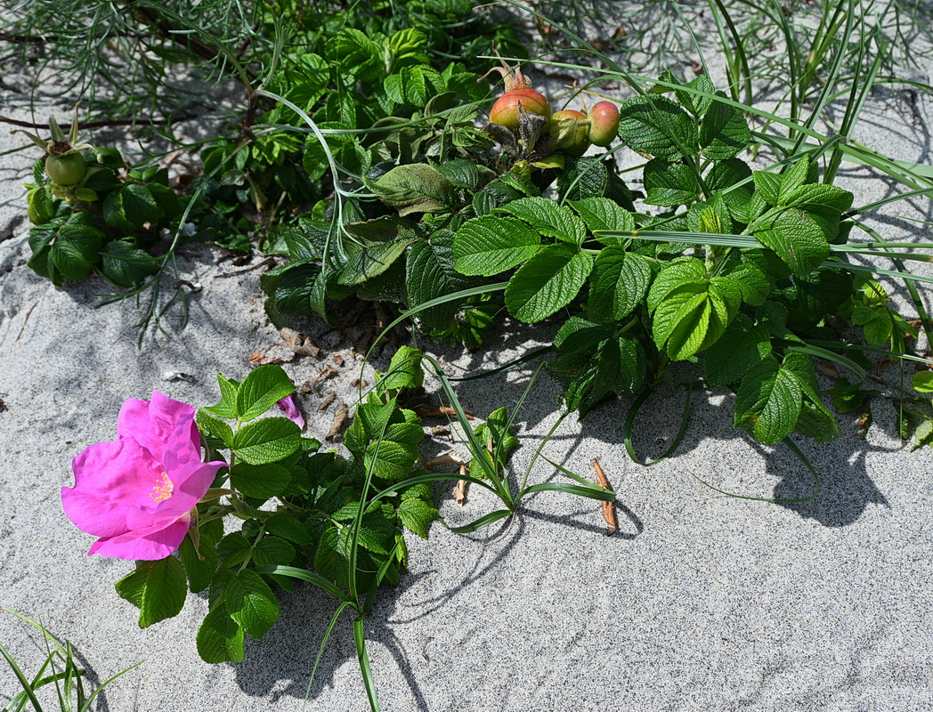 Изображение особи Rosa rugosa.