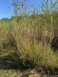 Agrostis straminea