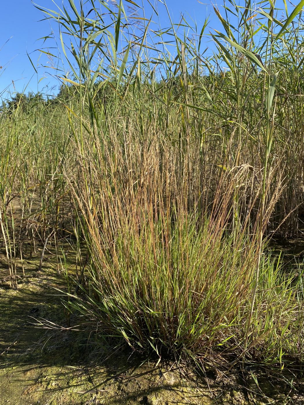 Image of Agrostis straminea specimen.
