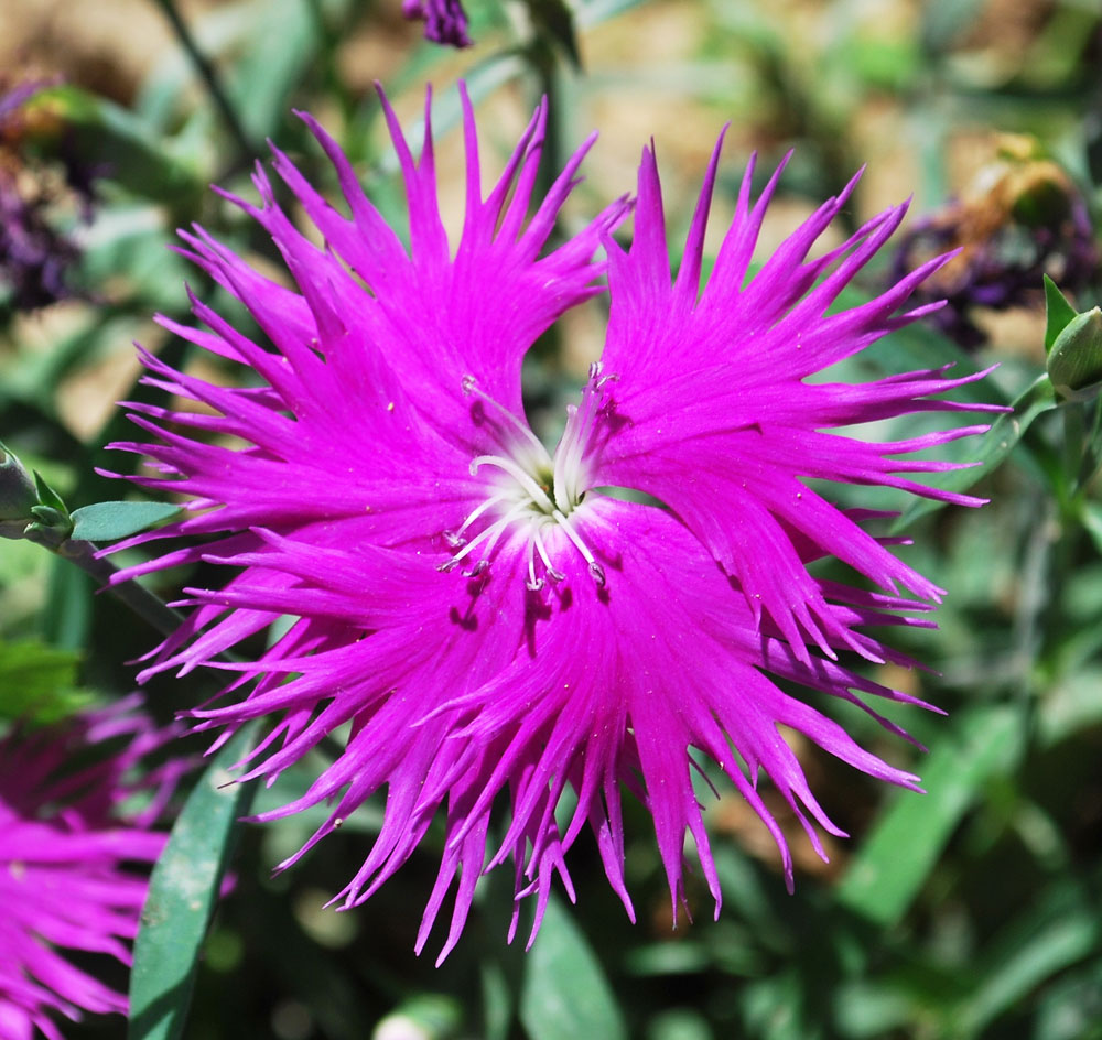 Image of genus Dianthus specimen.