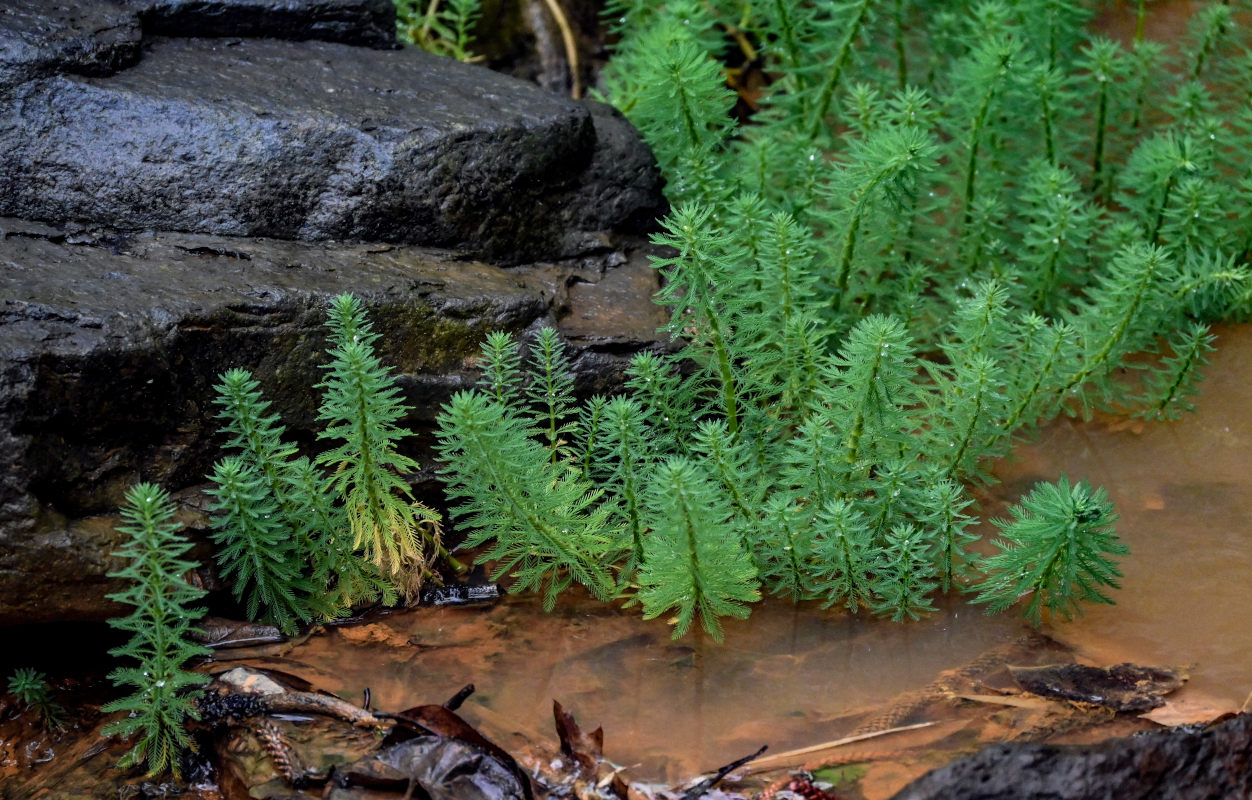 Изображение особи Myriophyllum aquaticum.