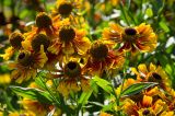 Helenium autumnale. Верхушки веточек с соцветиями-корзинками. Пермь, Ленинский р-н, городская эспланада. 1 сентября 2024 г.