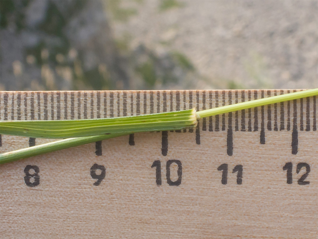 Изображение особи Koeleria albovii.