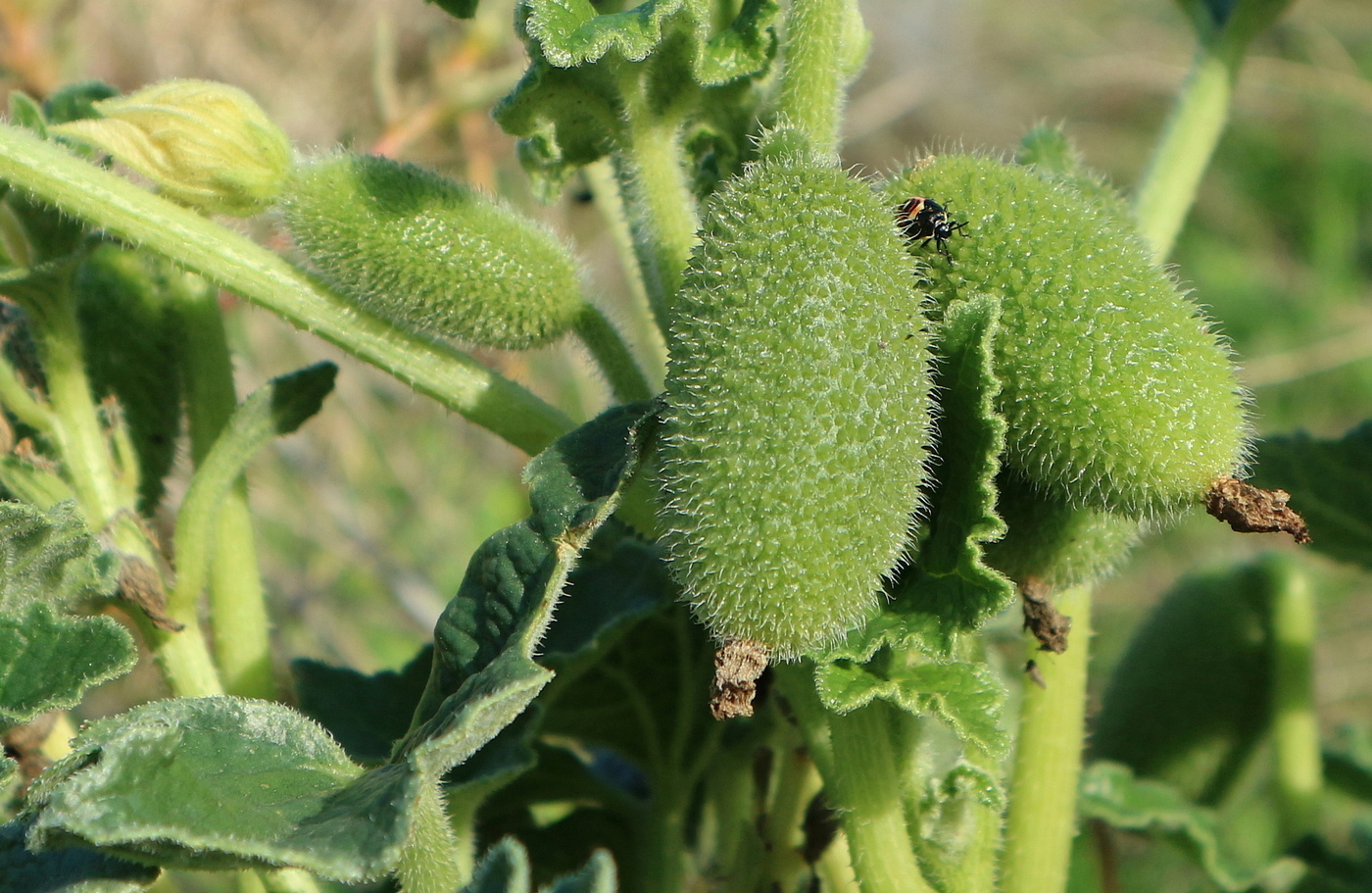 Изображение особи Ecballium elaterium.