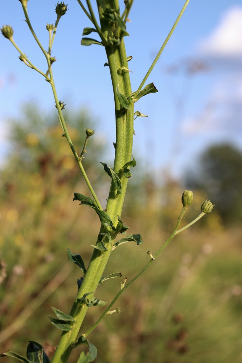 Image of Hieracium umbellatum specimen.
