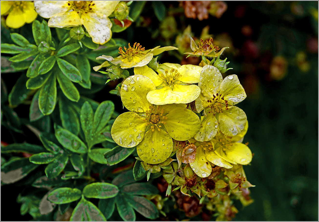 Image of Dasiphora fruticosa specimen.