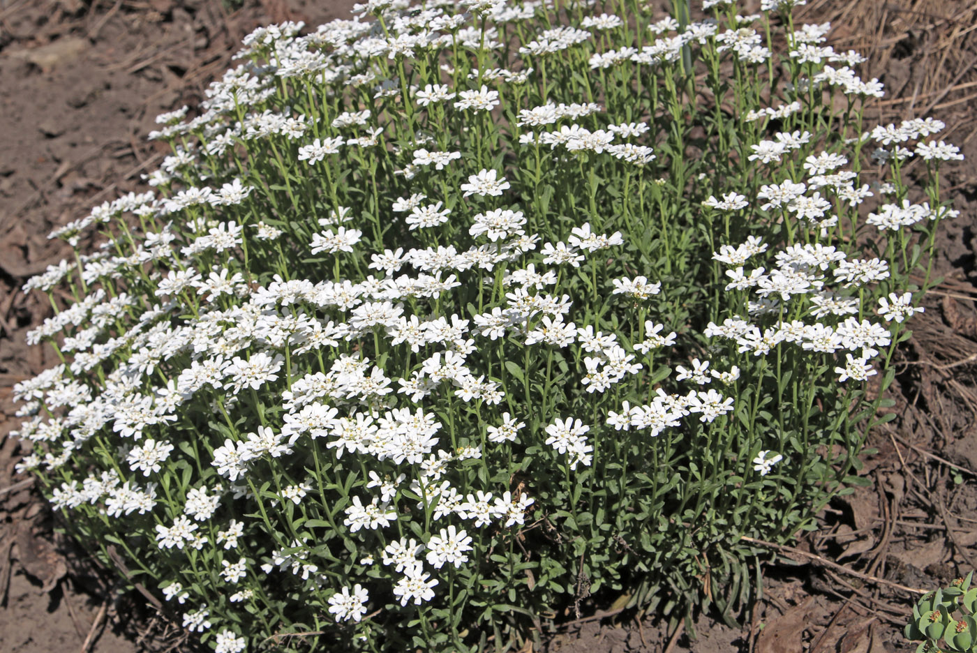 Image of Iberis sempervirens specimen.