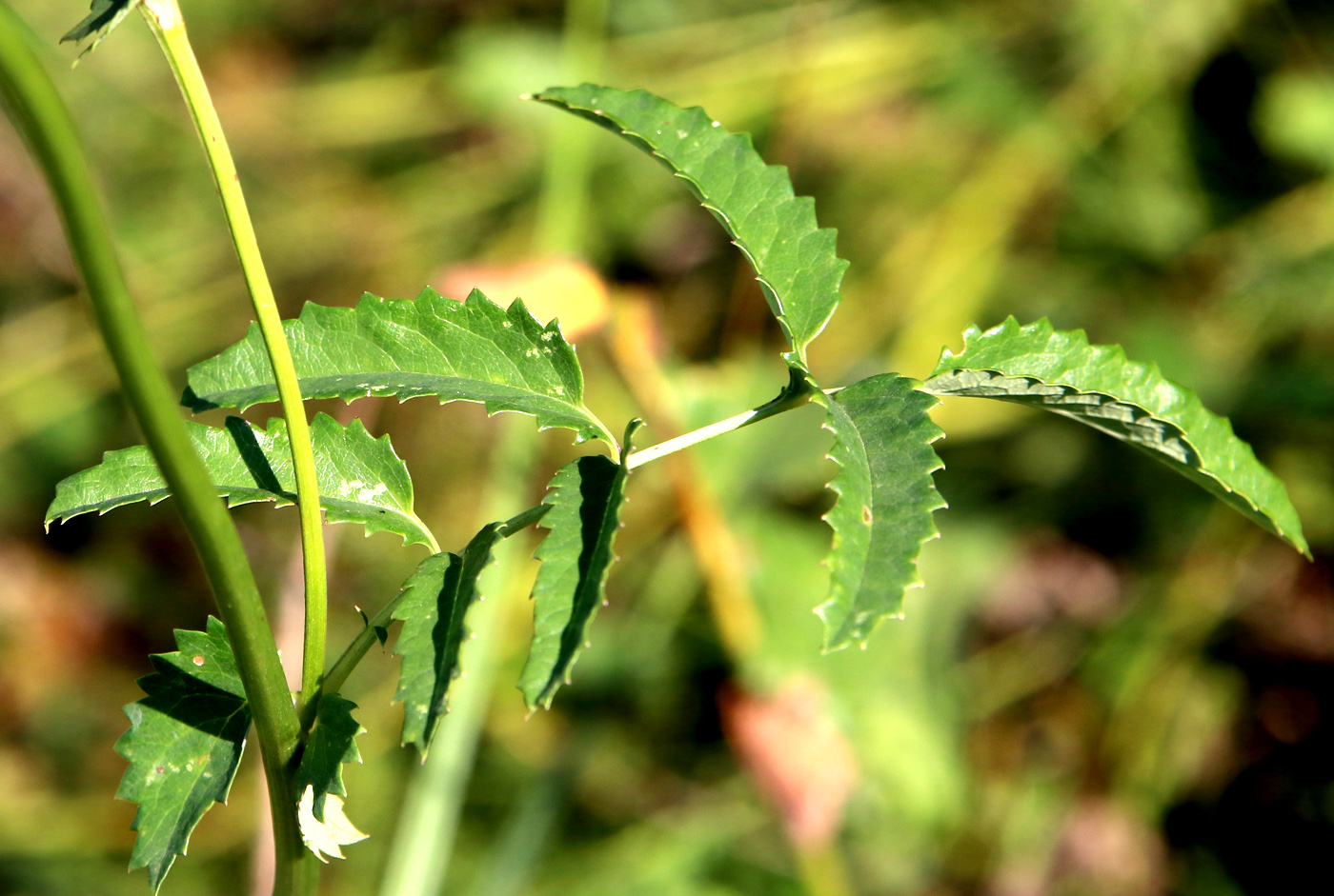 Image of Sanguisorba officinalis specimen.