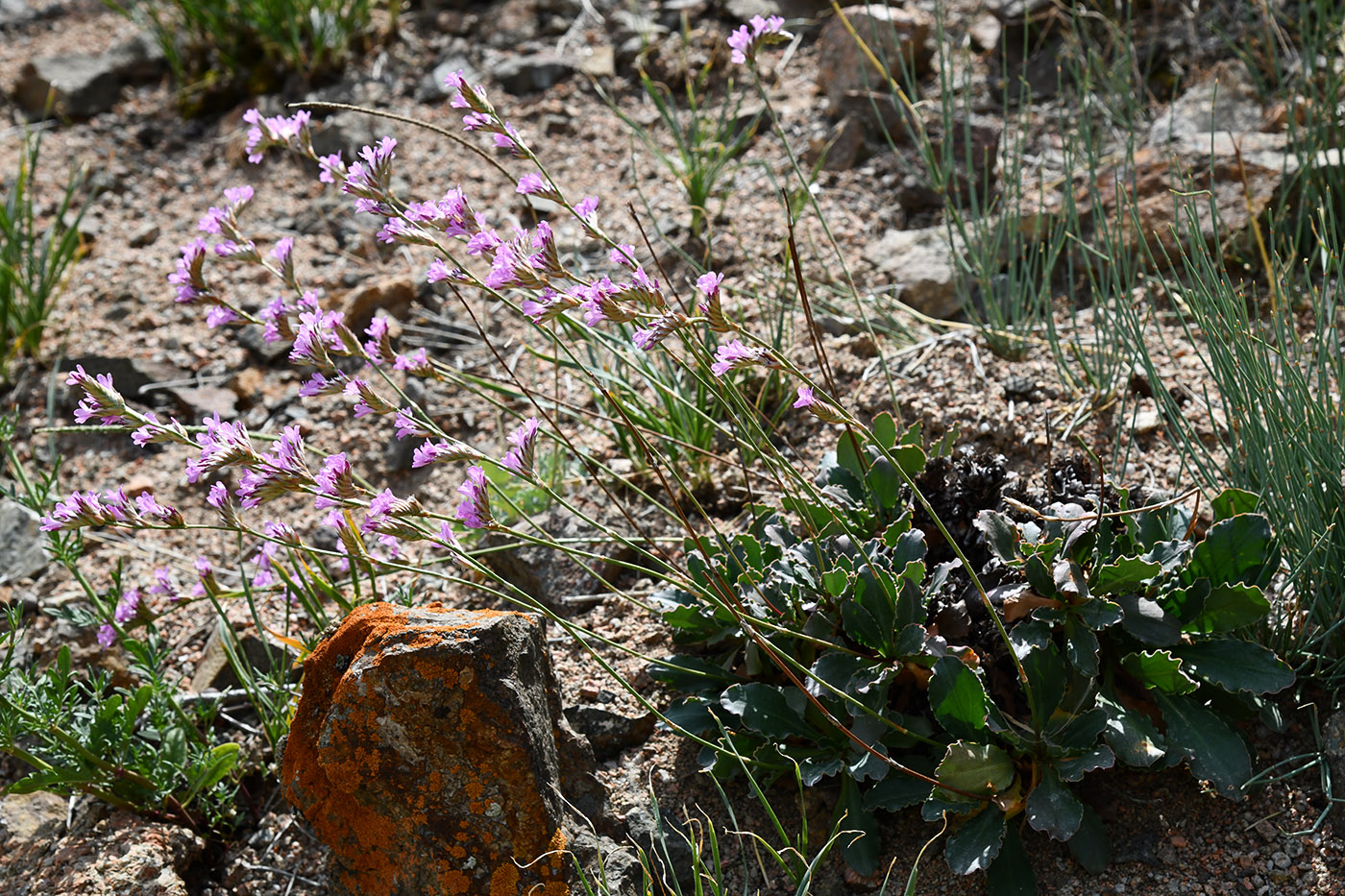 Изображение особи Ikonnikovia kaufmanniana.