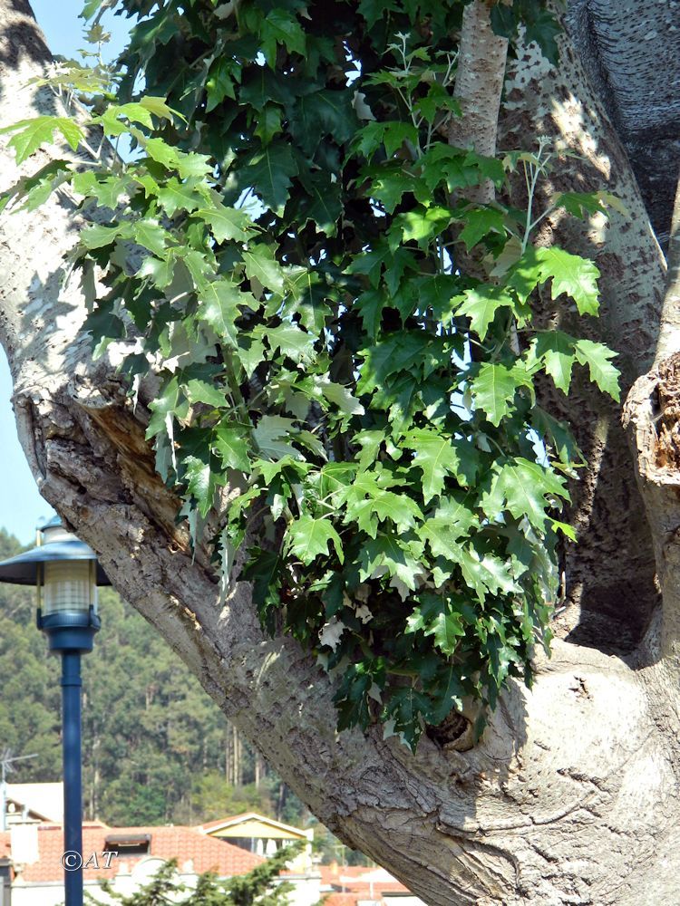 Изображение особи Populus alba.