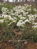 Noccaea macrantha. Цветущие растения. Южный Берег Крыма, гора Аю-Даг. 19 апреля 2011 г.