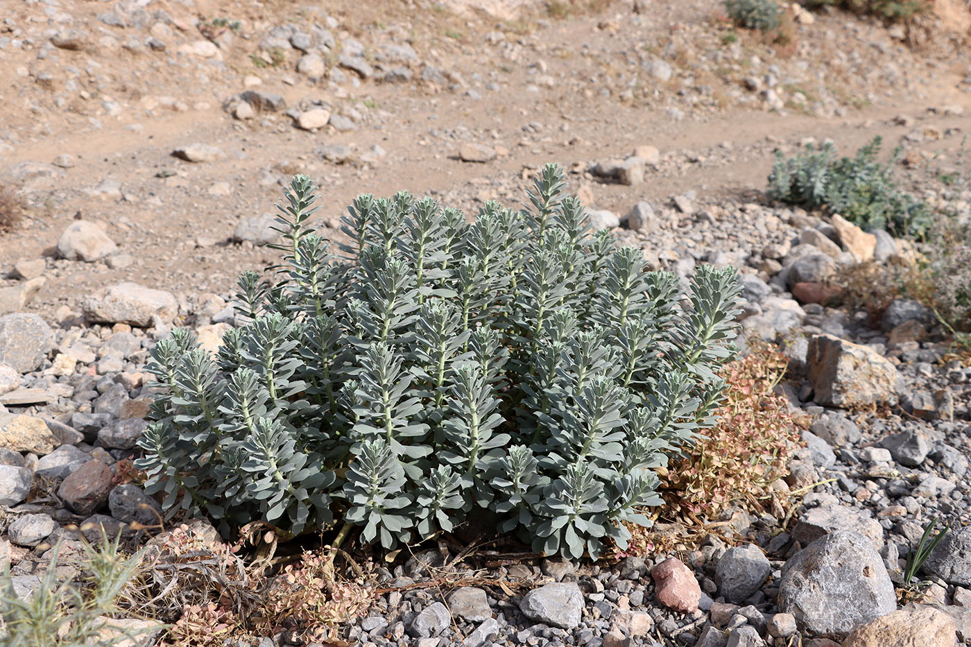 Изображение особи Euphorbia spinidens.