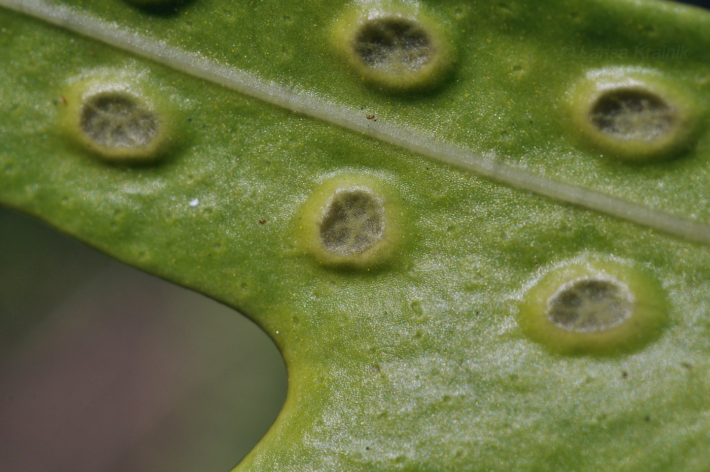 Image of class Polypodiopsida specimen.