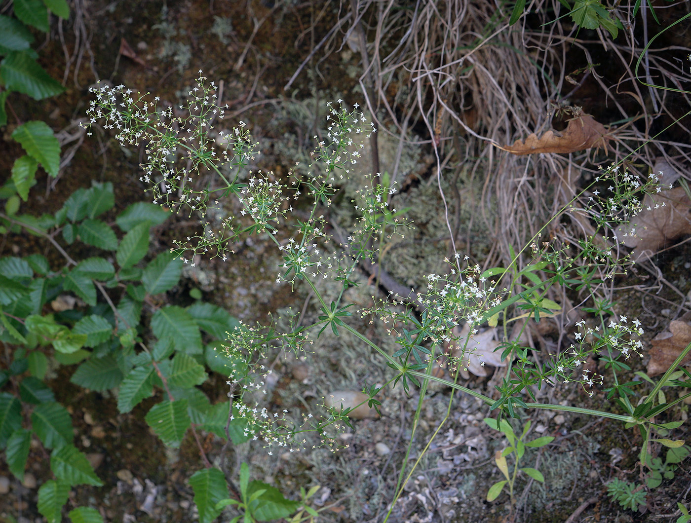 Image of genus Galium specimen.