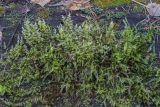 Brachythecium rutabulum. Разрастающаяся дерновинка со спорогонами. Свердловская обл., окр. г. Заречный, заболоченный участок сосново-берёзового леса, на крупном сосновом валеже. 20.10.2025.