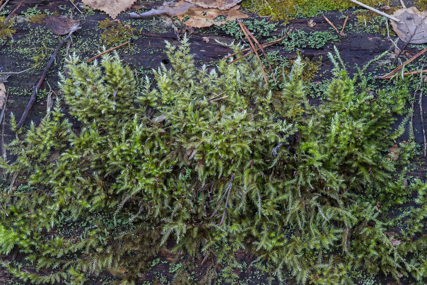 Image of Brachythecium rutabulum specimen.