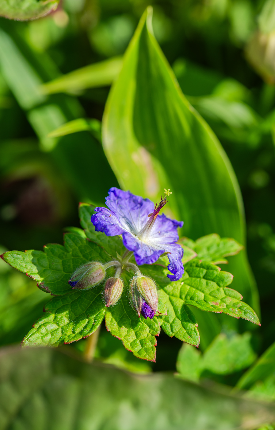 Image of Geranium platyanthum specimen.