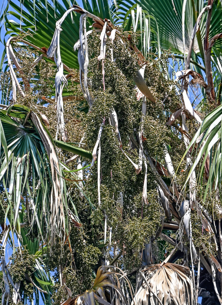 Изображение особи Washingtonia robusta.