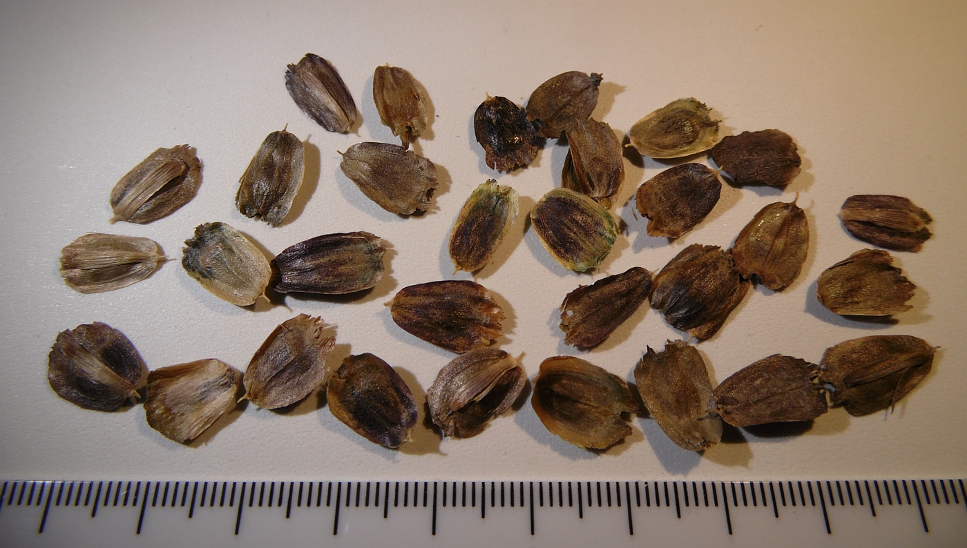 Image of genus Silphium specimen.