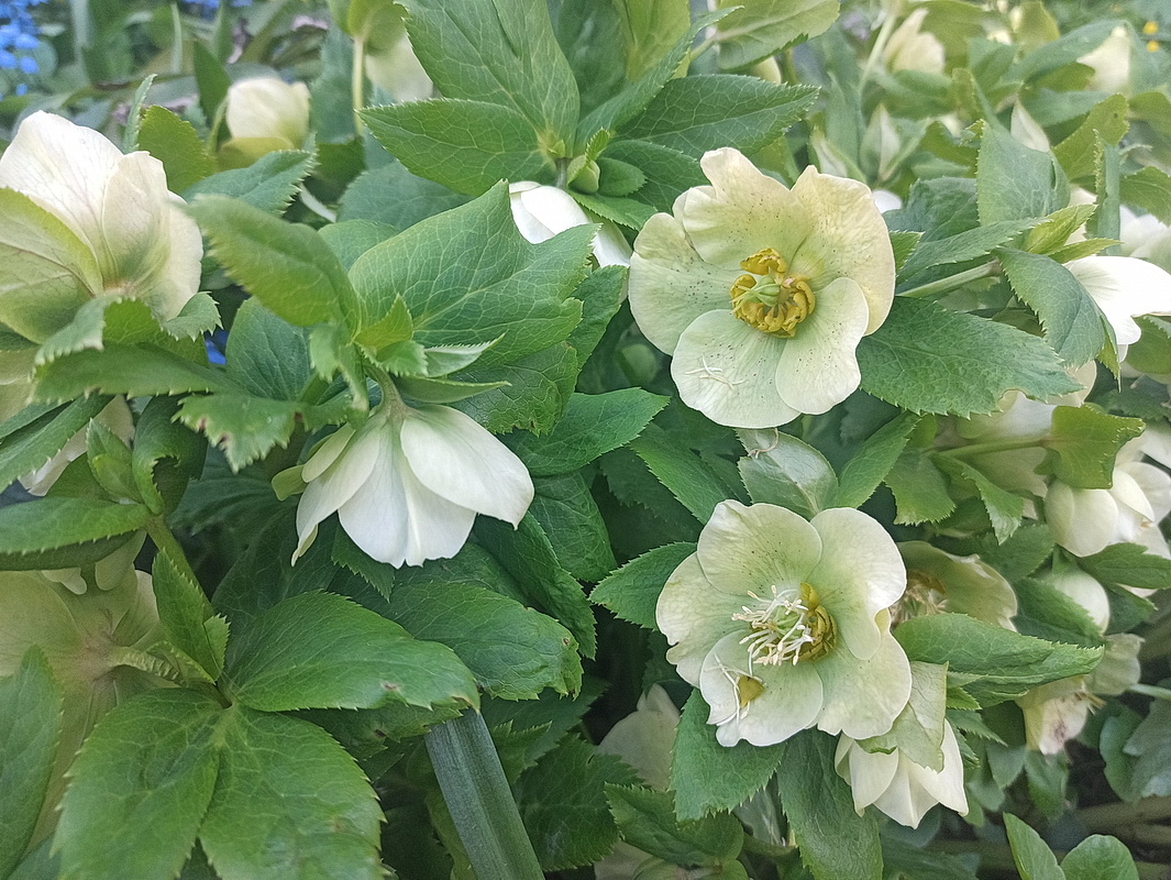 Image of Helleborus orientalis specimen.