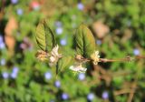 Lonicera fragrantissima. Ветвь с листвой и цветами. Краснодарский край, Черноморское побережье Кавказа, г. Новороссийск. 15 марта 2025 г.