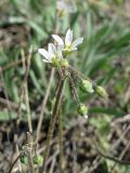 Holosteum umbellatum. Верхушка цветущего растения. Ростовская обл., Октябрьский р-н, окр. станицы Заплавская. 23.04.2011.