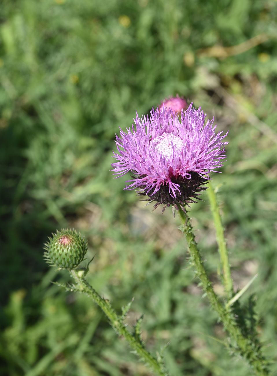 Image of genus Carduus specimen.