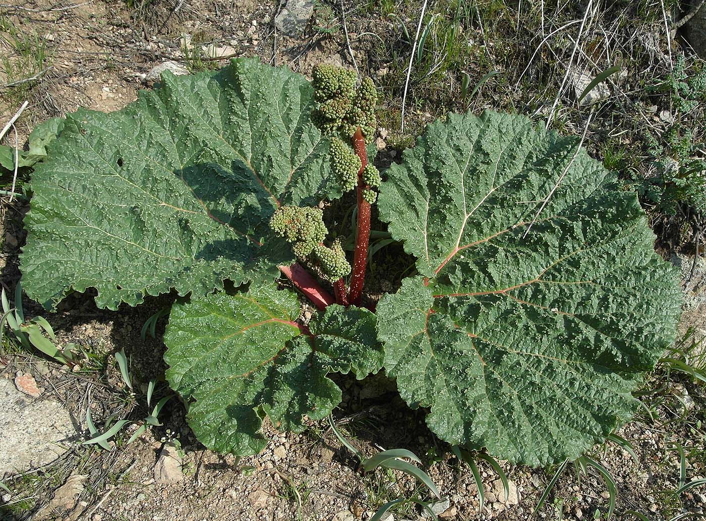 Image of Rheum cordatum specimen.