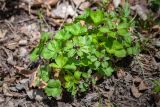 Sanicula rubriflora. Цветущее растение. Приморский край, окр. с. Бровничи, ущ. р. Тигровая, широколиственный лес. 28.04.2026.