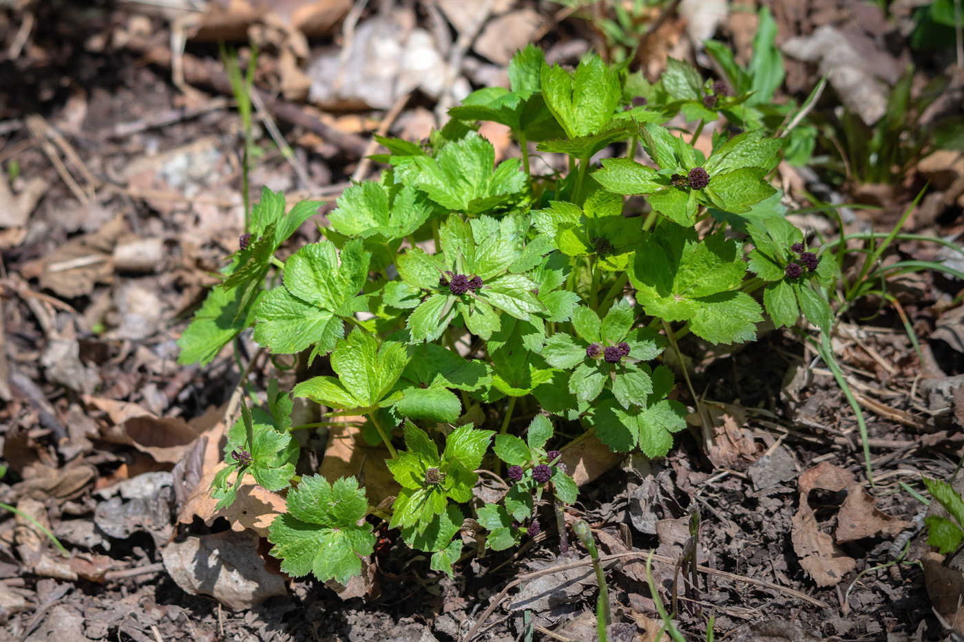 Image of Sanicula rubriflora specimen.